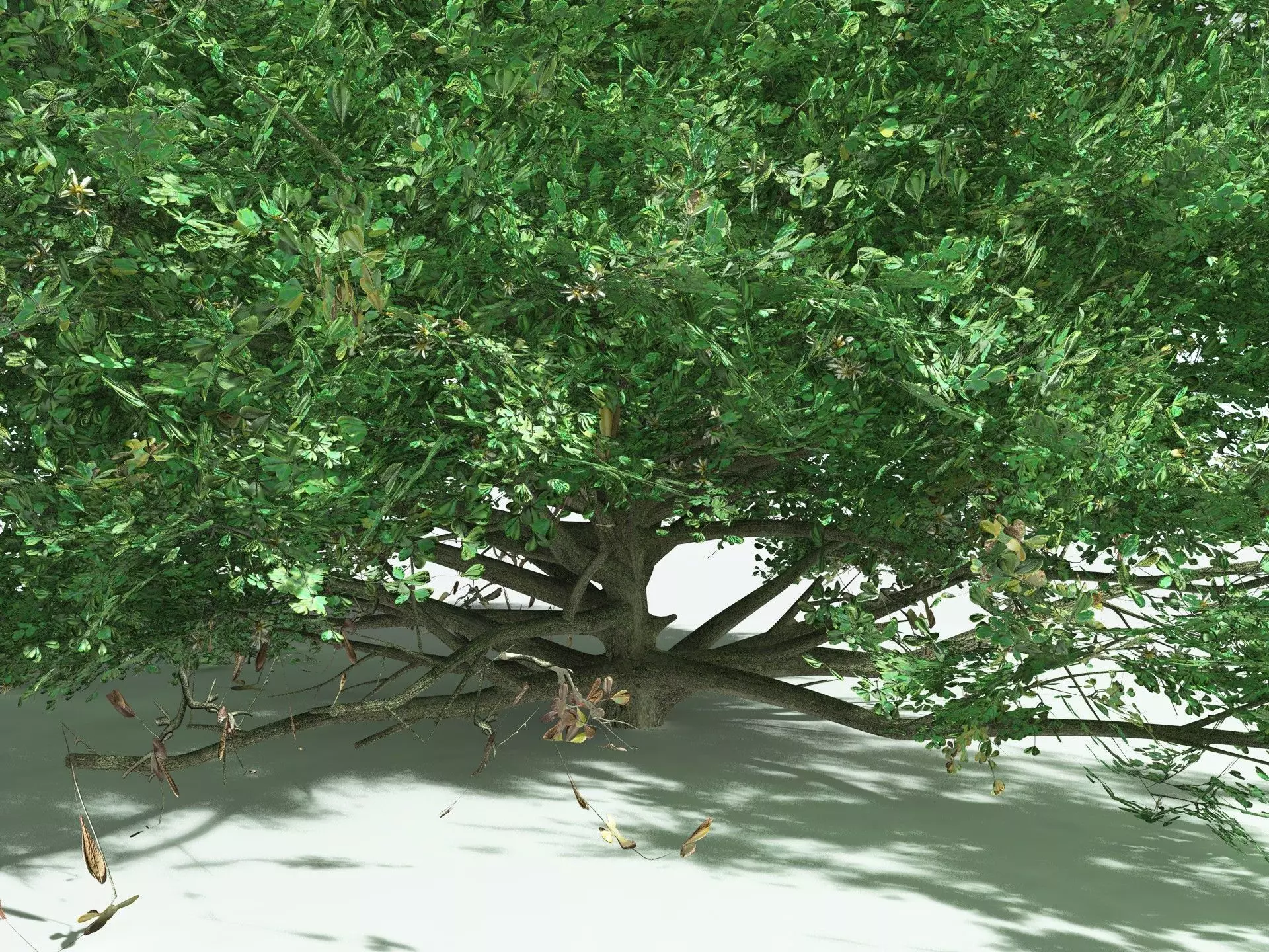 EVERYPlant Beach Cabbage 3D model_1