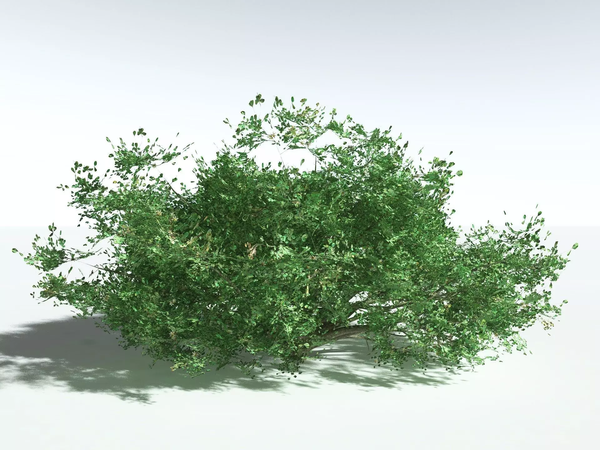 EVERYPlant Beach Cabbage 3D model_4