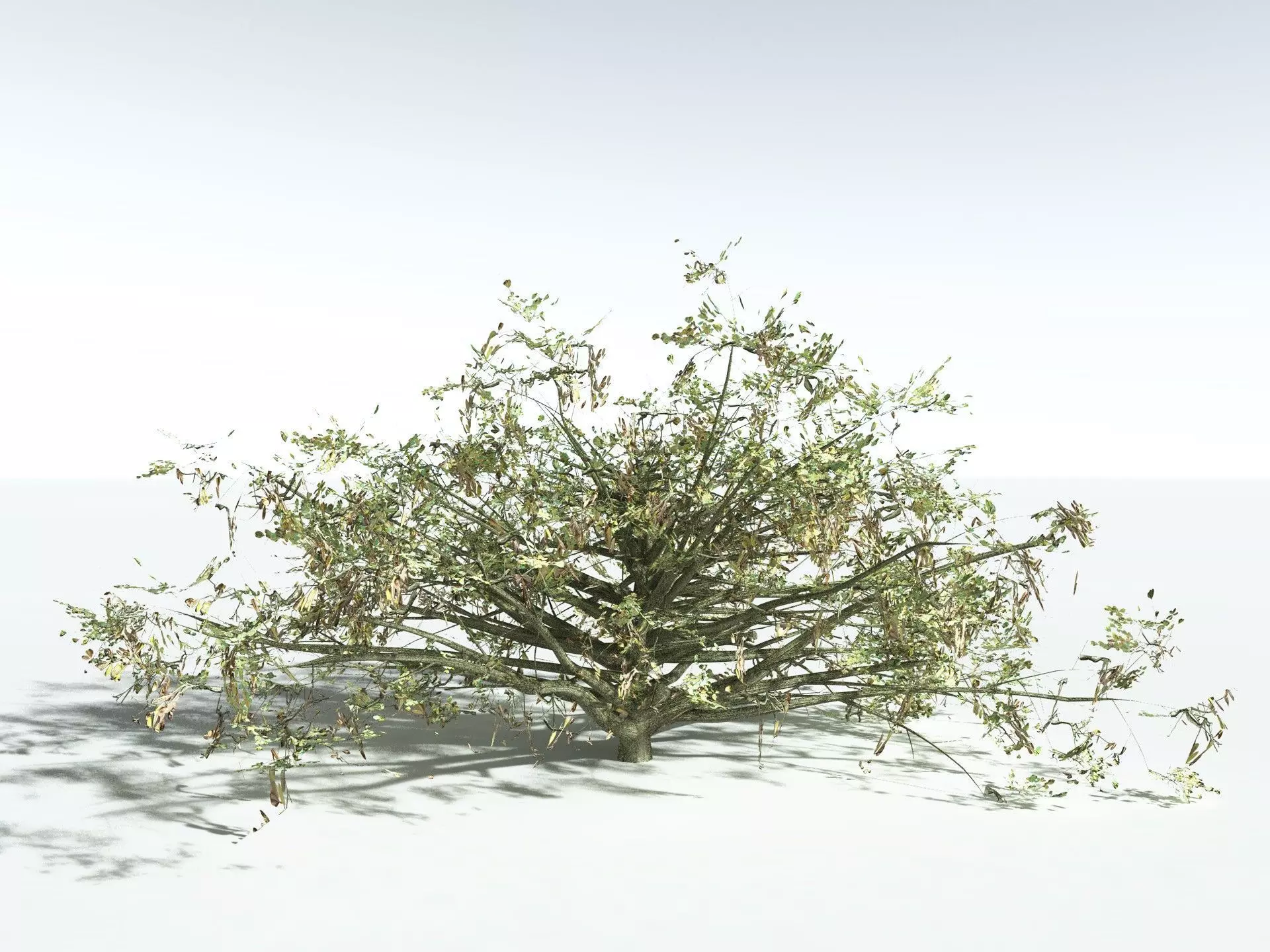 EVERYPlant Beach Cabbage 3D model_16