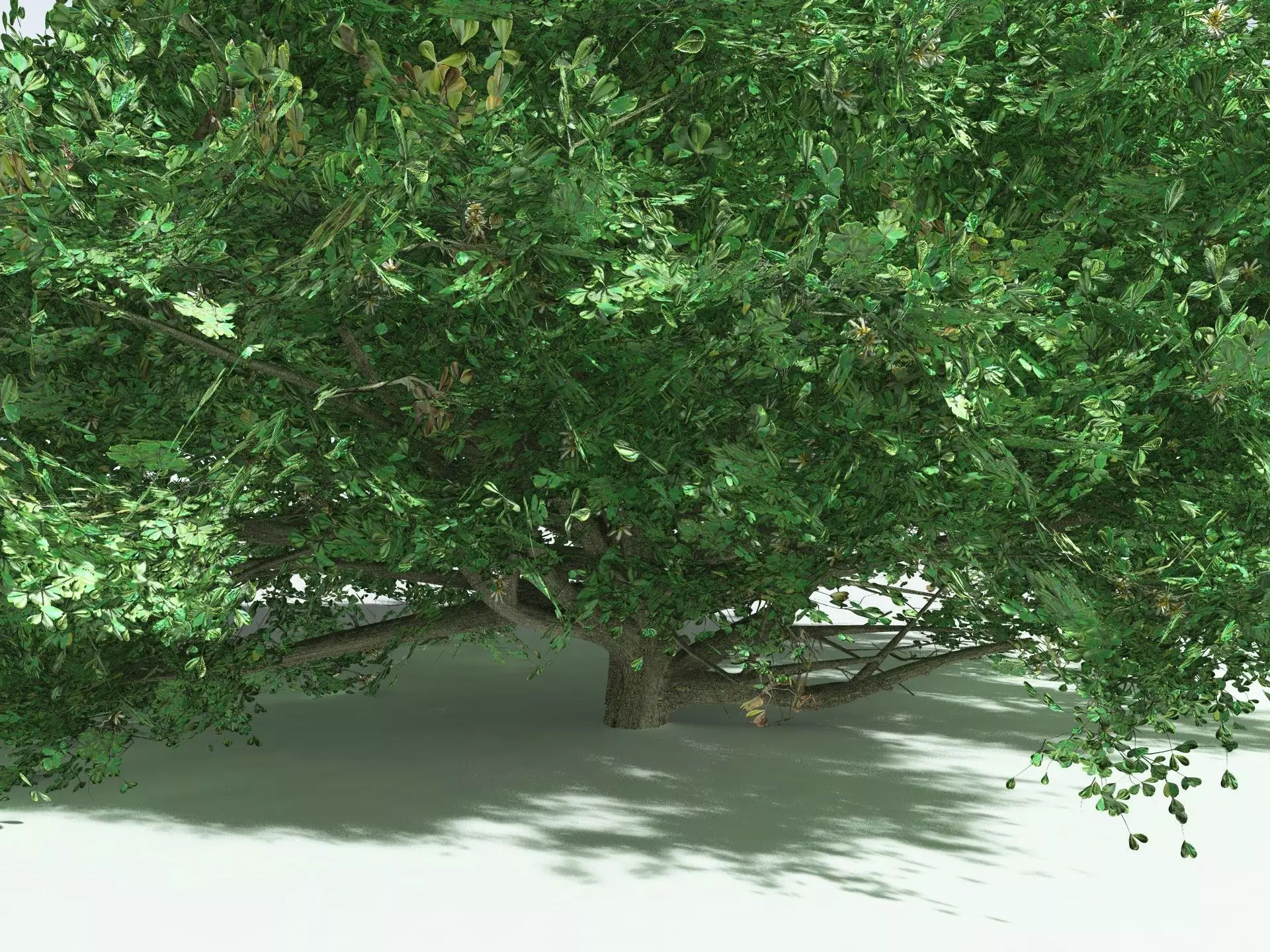 EVERYPlant Beach Cabbage 3D model_9