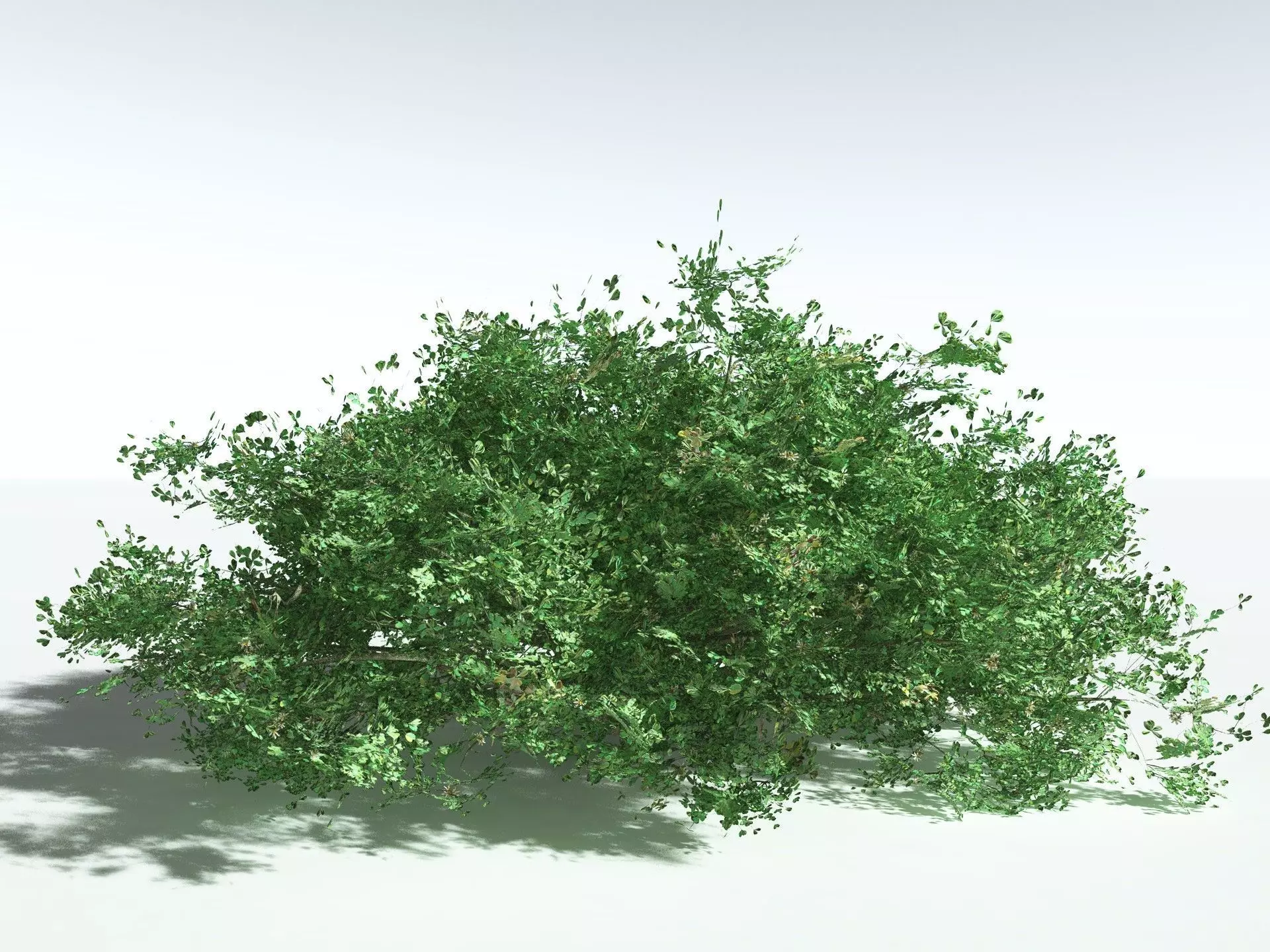 EVERYPlant Beach Cabbage 3D model_6