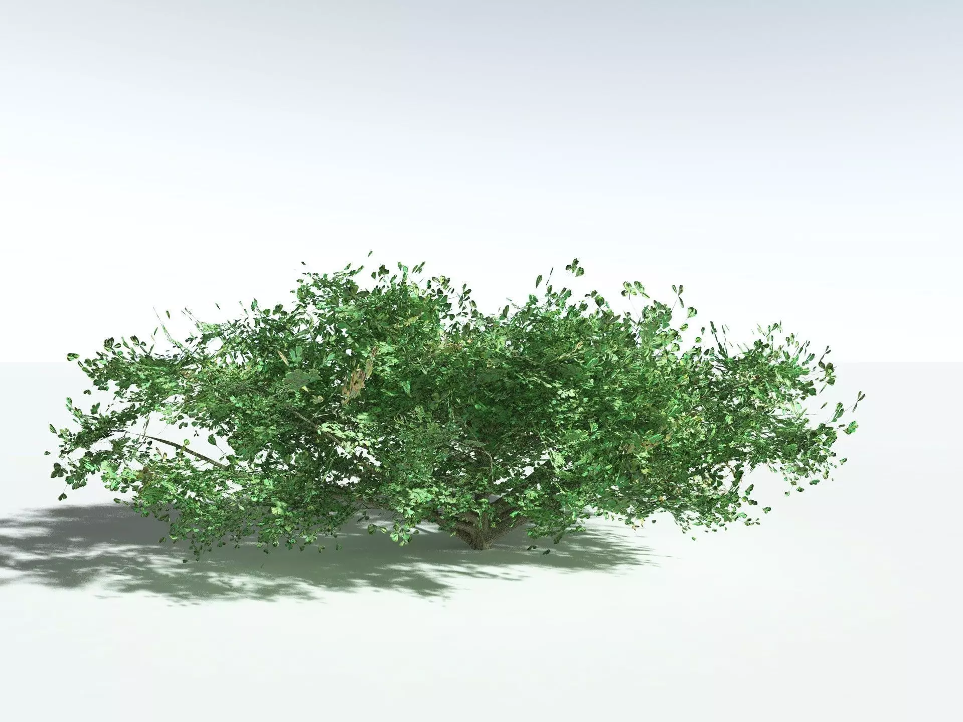 EVERYPlant Beach Cabbage 3D model_25