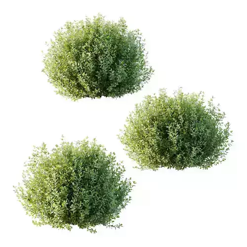 Leucophyllum frutescens Bush 01