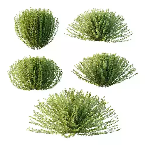 Leucophyllum frutescens Bush 02