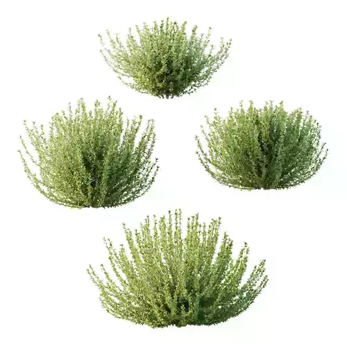 Leucophyllum frutescens Bush 03