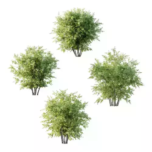 Leucophyllum frutescens Bush 05