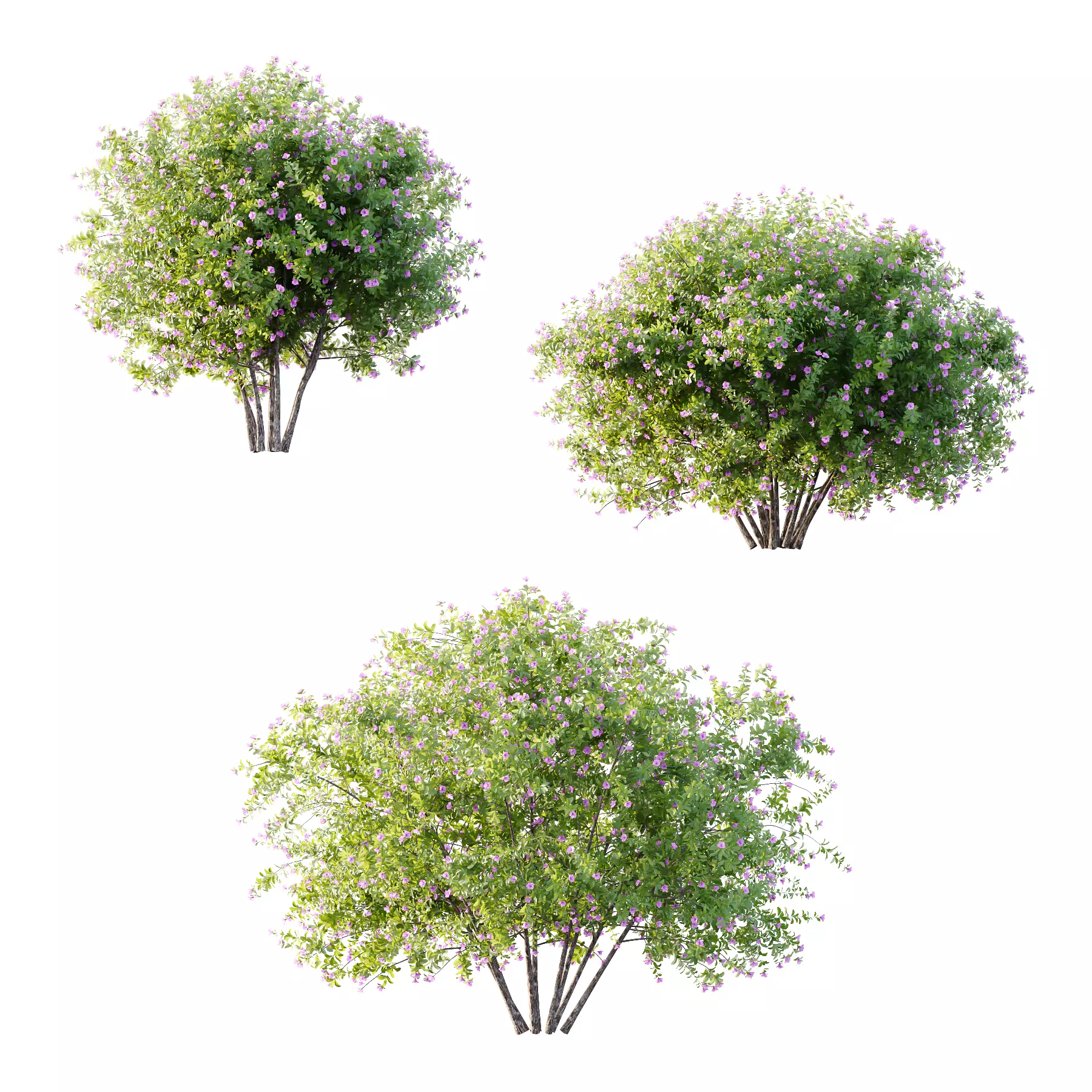 Leucophyllum frutescens Bush 06 3D model_0