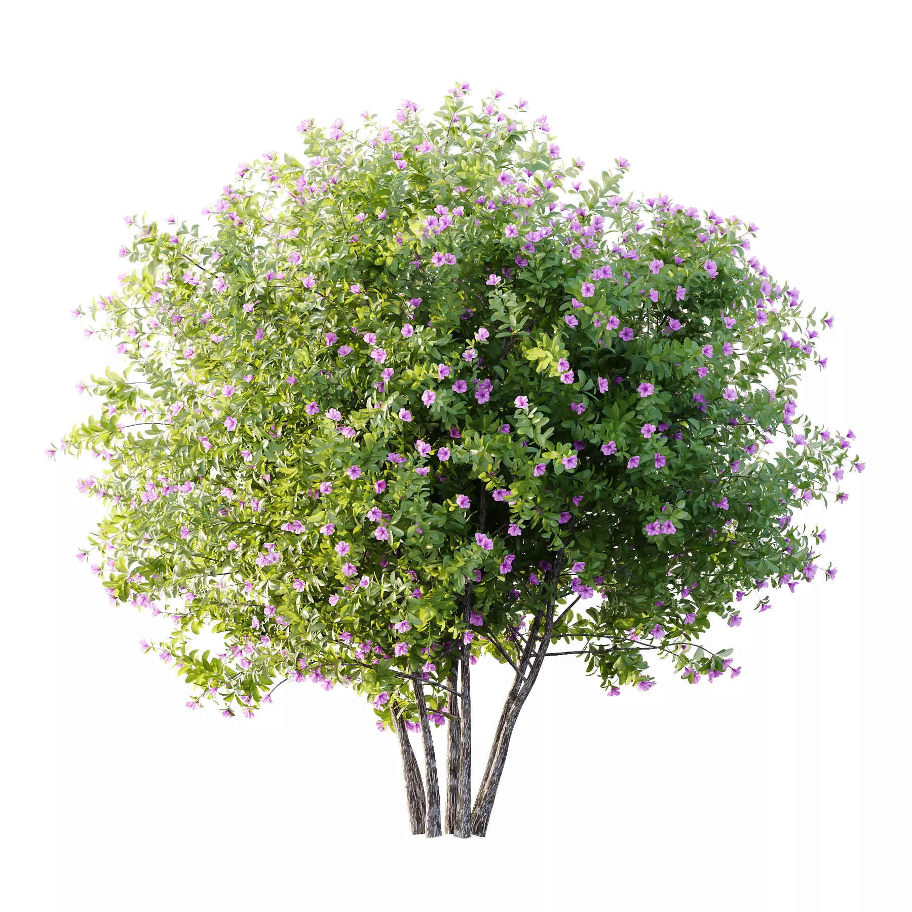 Leucophyllum frutescens Bush 06 3D model_1