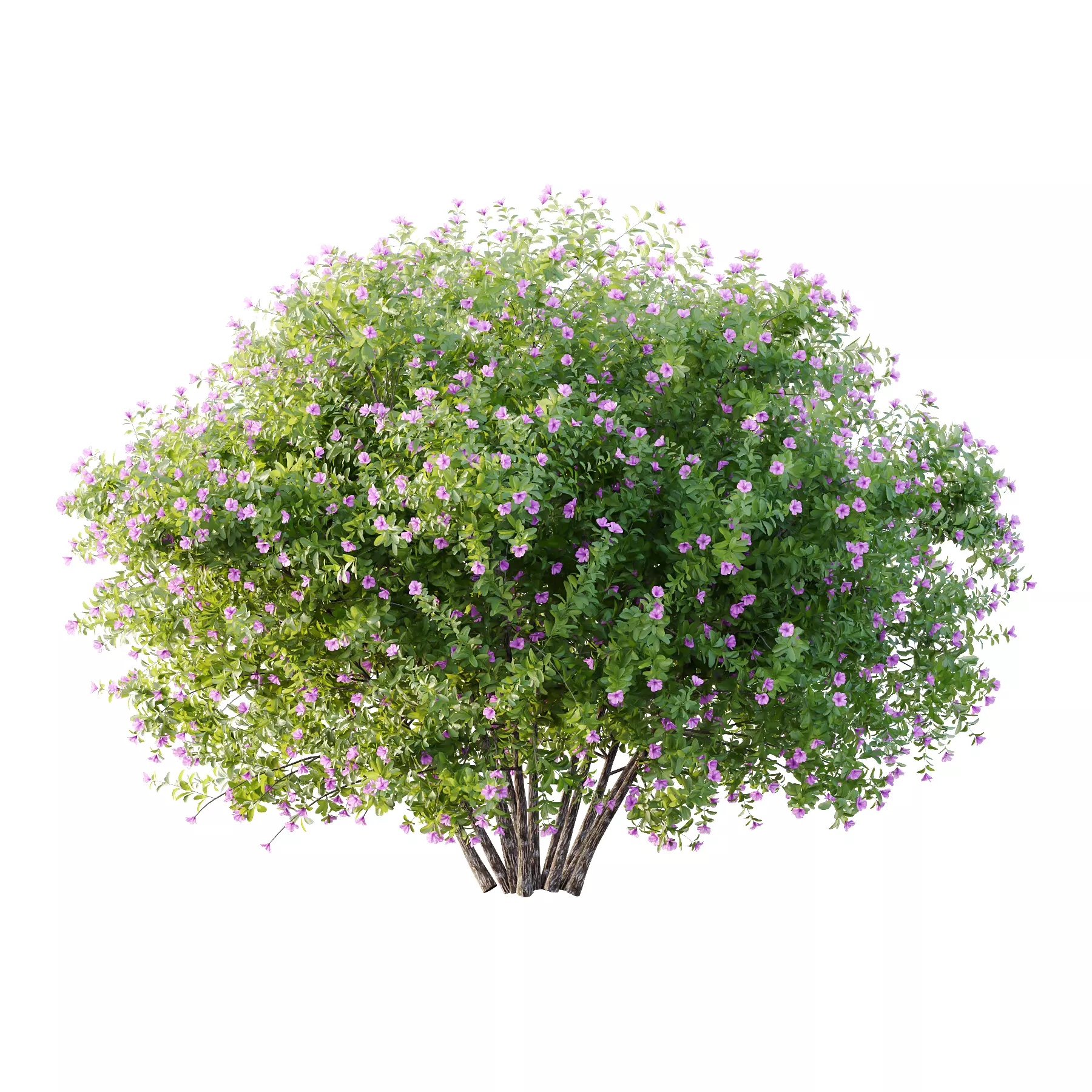 Leucophyllum frutescens Bush 06 3D model_3