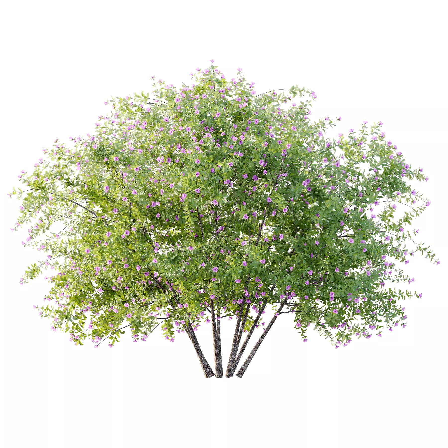 Leucophyllum frutescens Bush 06 3D model_2