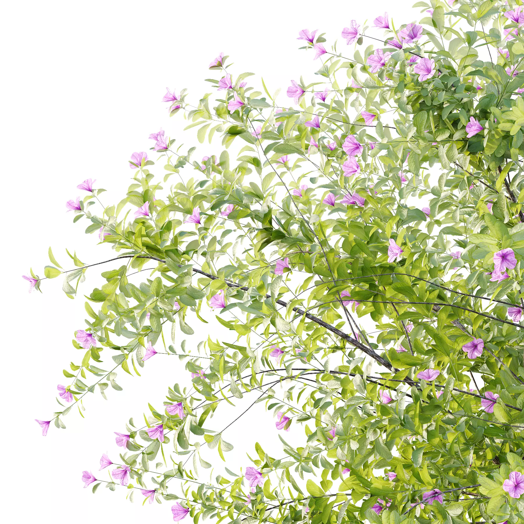Leucophyllum frutescens Bush 06 3D model_4