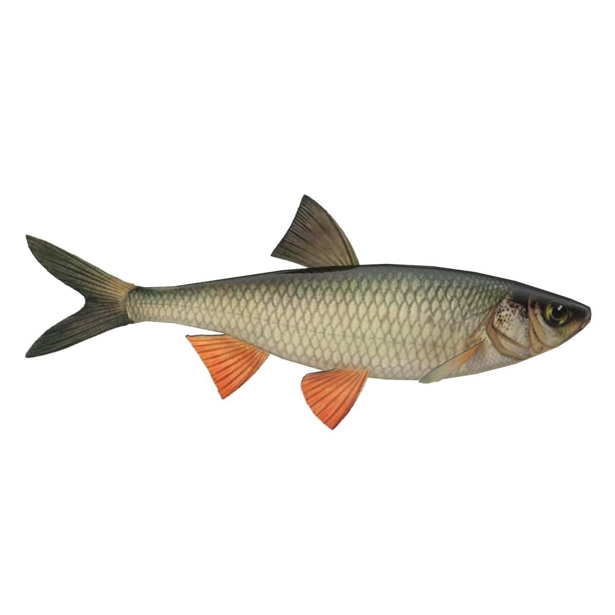 Chub fish Low-poly 3D model_3