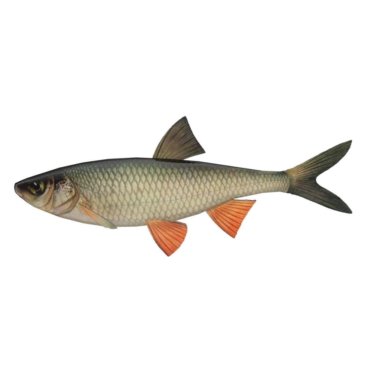 Chub fish Low-poly 3D model_2