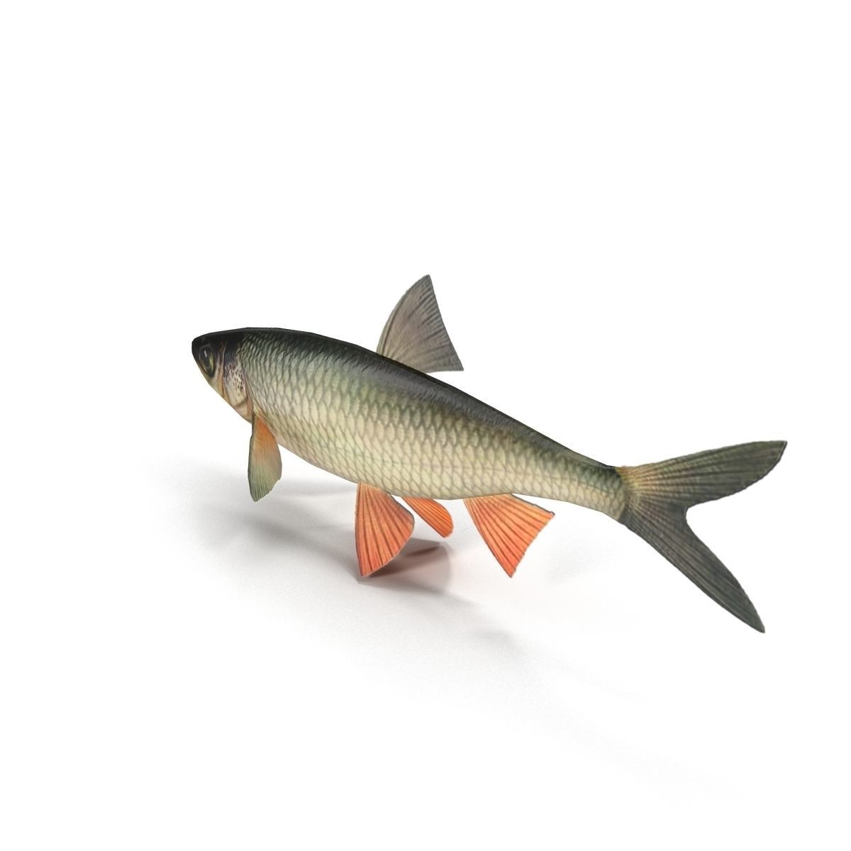 Chub fish Low-poly 3D model_1