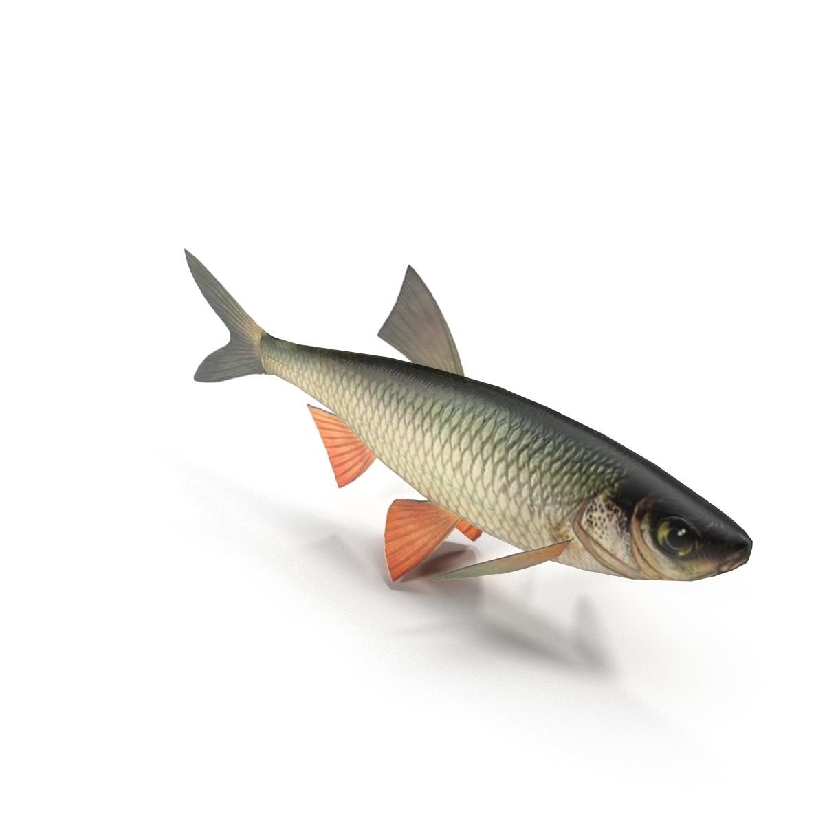 Chub fish Low-poly 3D model_4