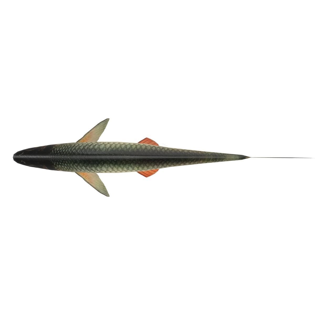 Chub fish Low-poly 3D model_5