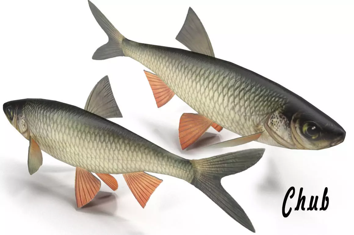 Chub fish Low-poly 3D model_0