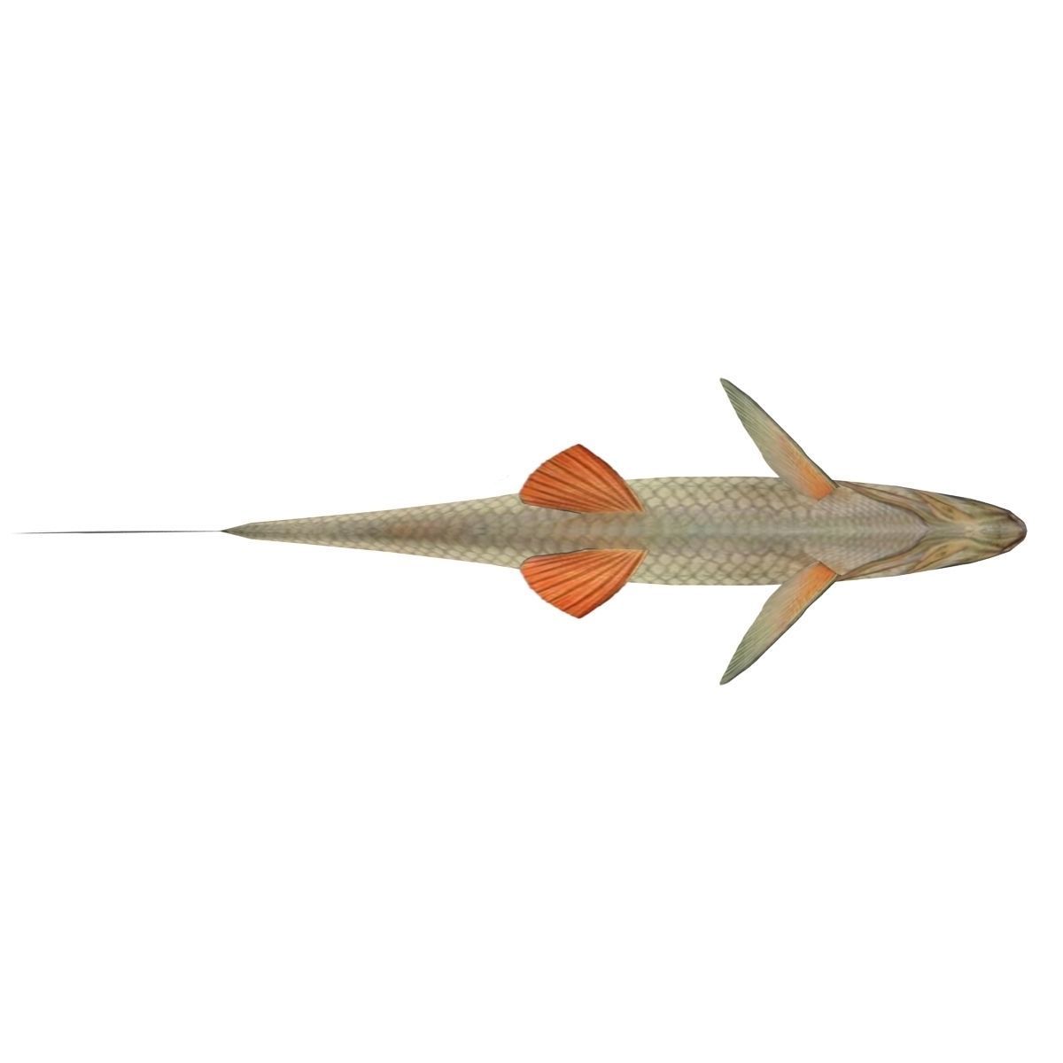 Chub fish Low-poly 3D model_9