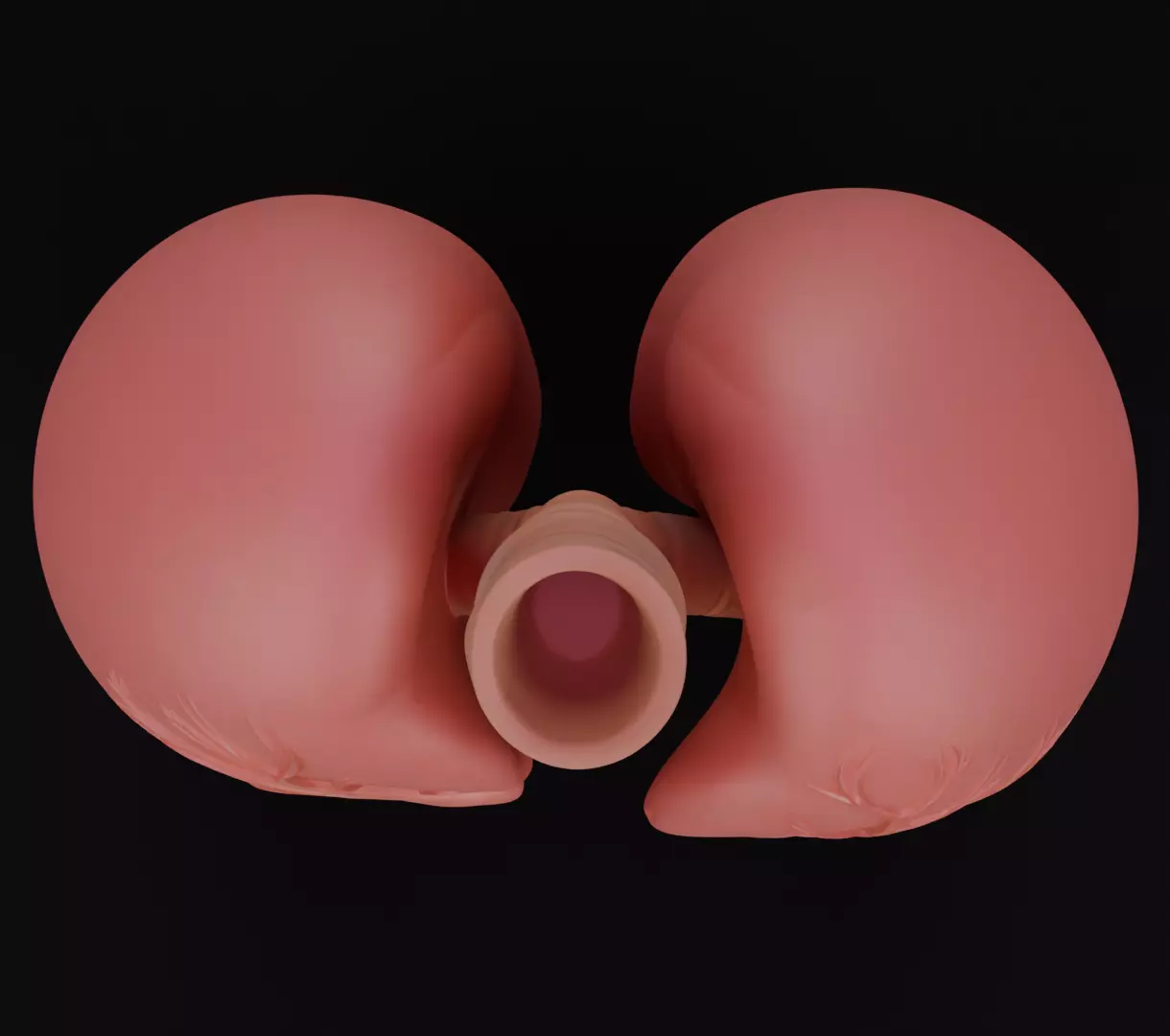 Human Lungs 3D Model Realistic Anatomical Organ 3D model_2