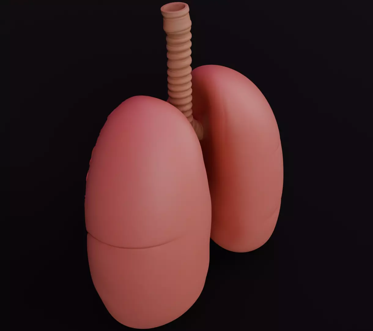 Human Lungs 3D Model Realistic Anatomical Organ 3D model_9