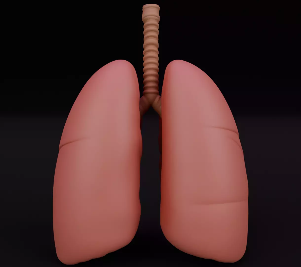 Human Lungs 3D Model Realistic Anatomical Organ 3D model_5