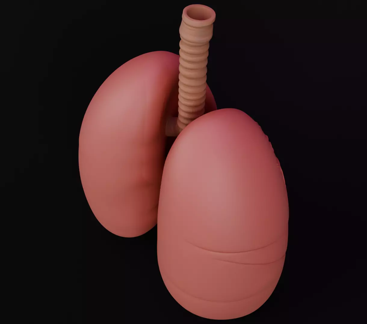 Human Lungs 3D Model Realistic Anatomical Organ 3D model_6