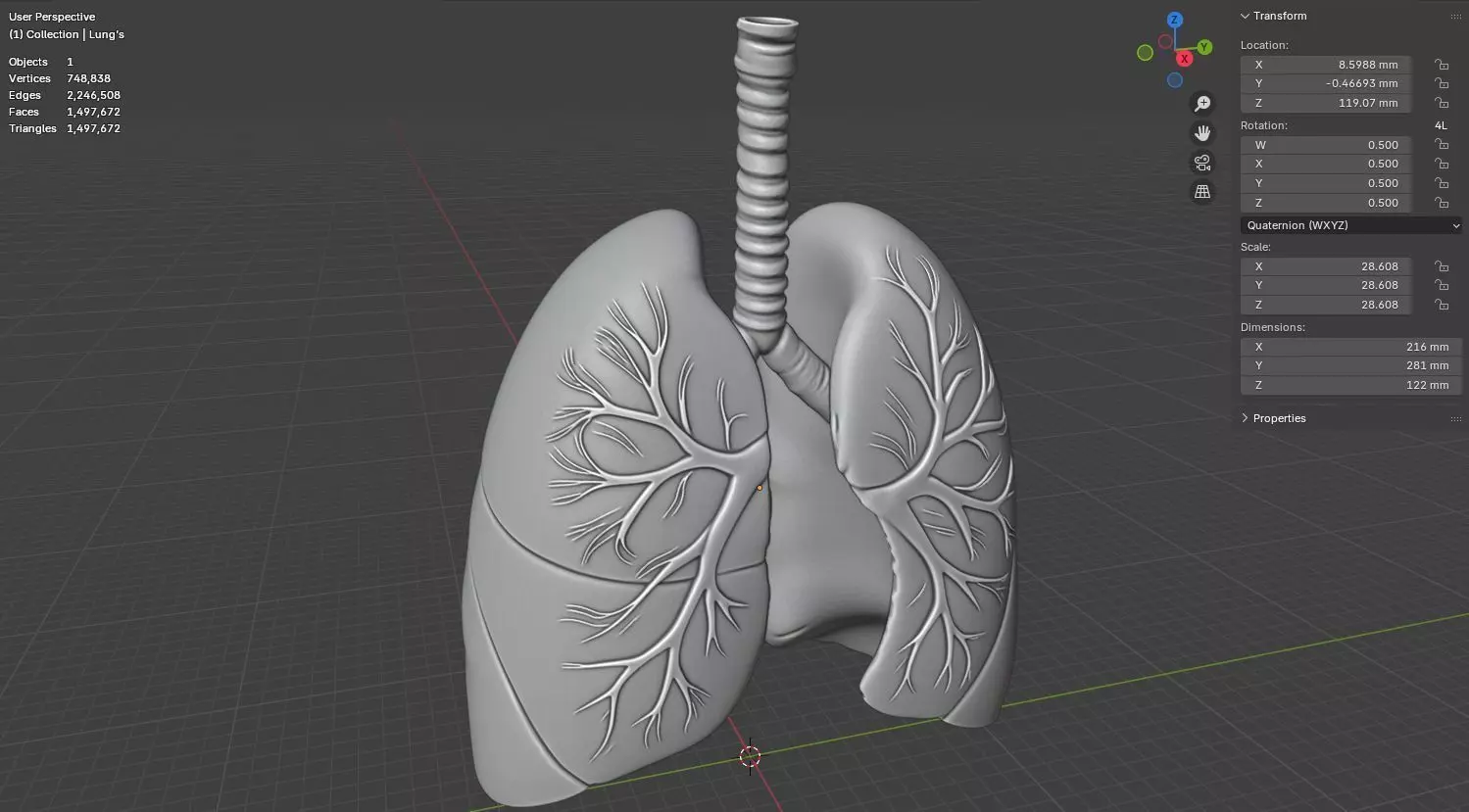 Human Lungs 3D Model Realistic Anatomical Organ 3D model_16