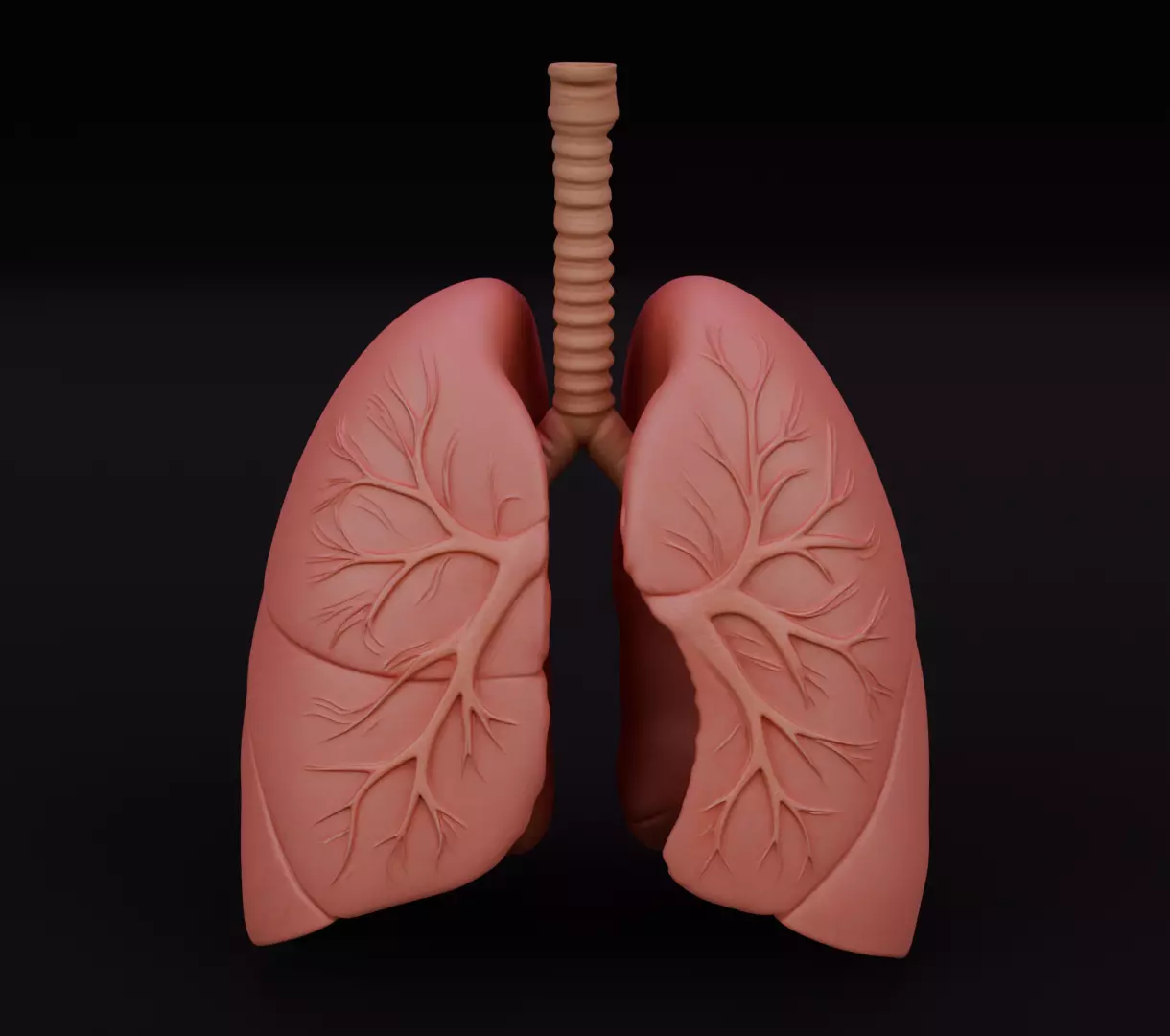 Human Lungs 3D Model Realistic Anatomical Organ 3D model_1