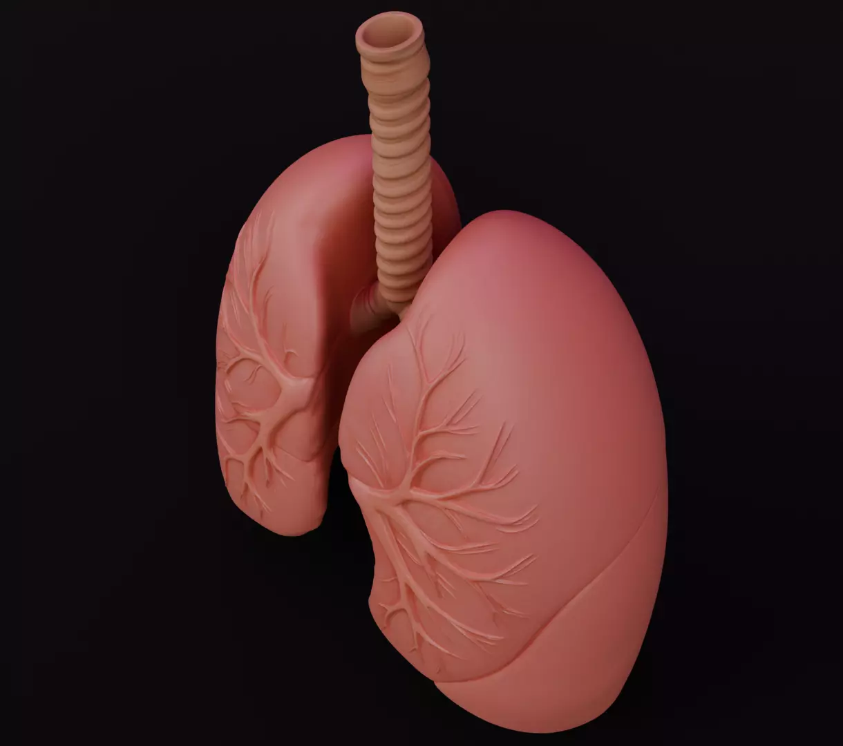 Human Lungs 3D Model Realistic Anatomical Organ 3D model_8
