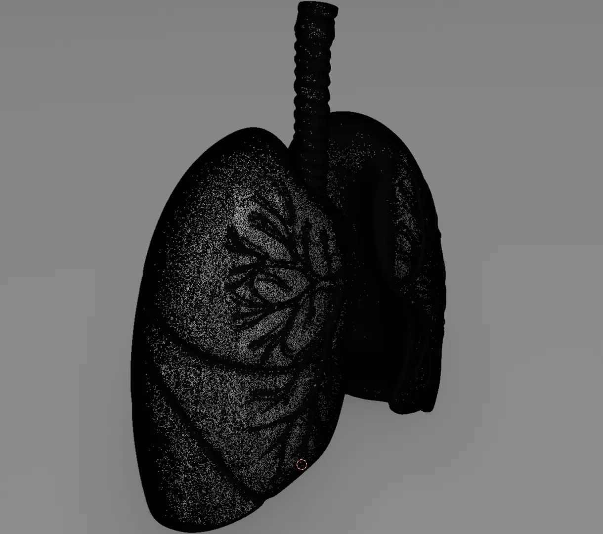 Human Lungs 3D Model Realistic Anatomical Organ 3D model_10