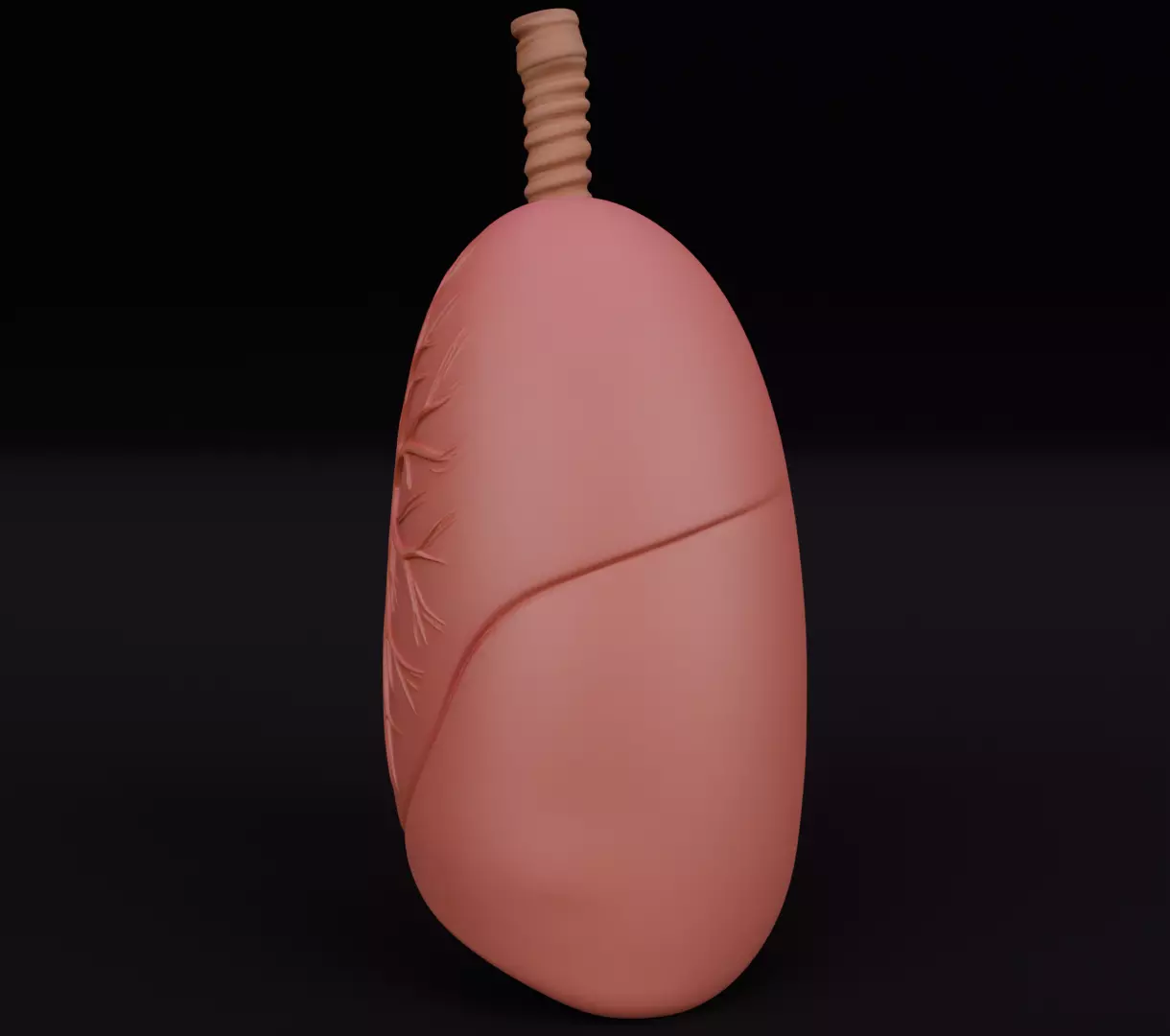 Human Lungs 3D Model Realistic Anatomical Organ 3D model_3