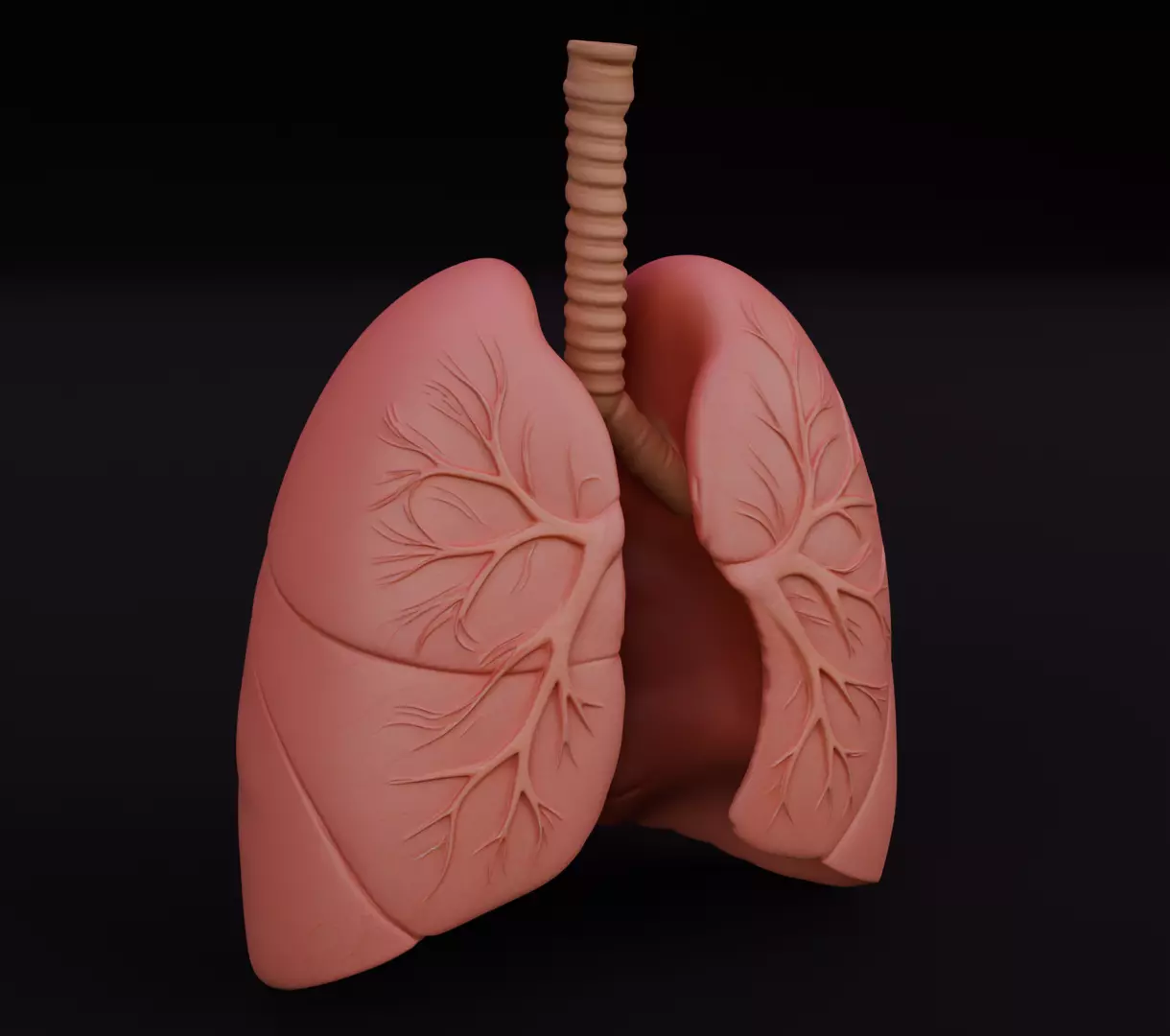 Human Lungs 3D Model Realistic Anatomical Organ 3D model_0