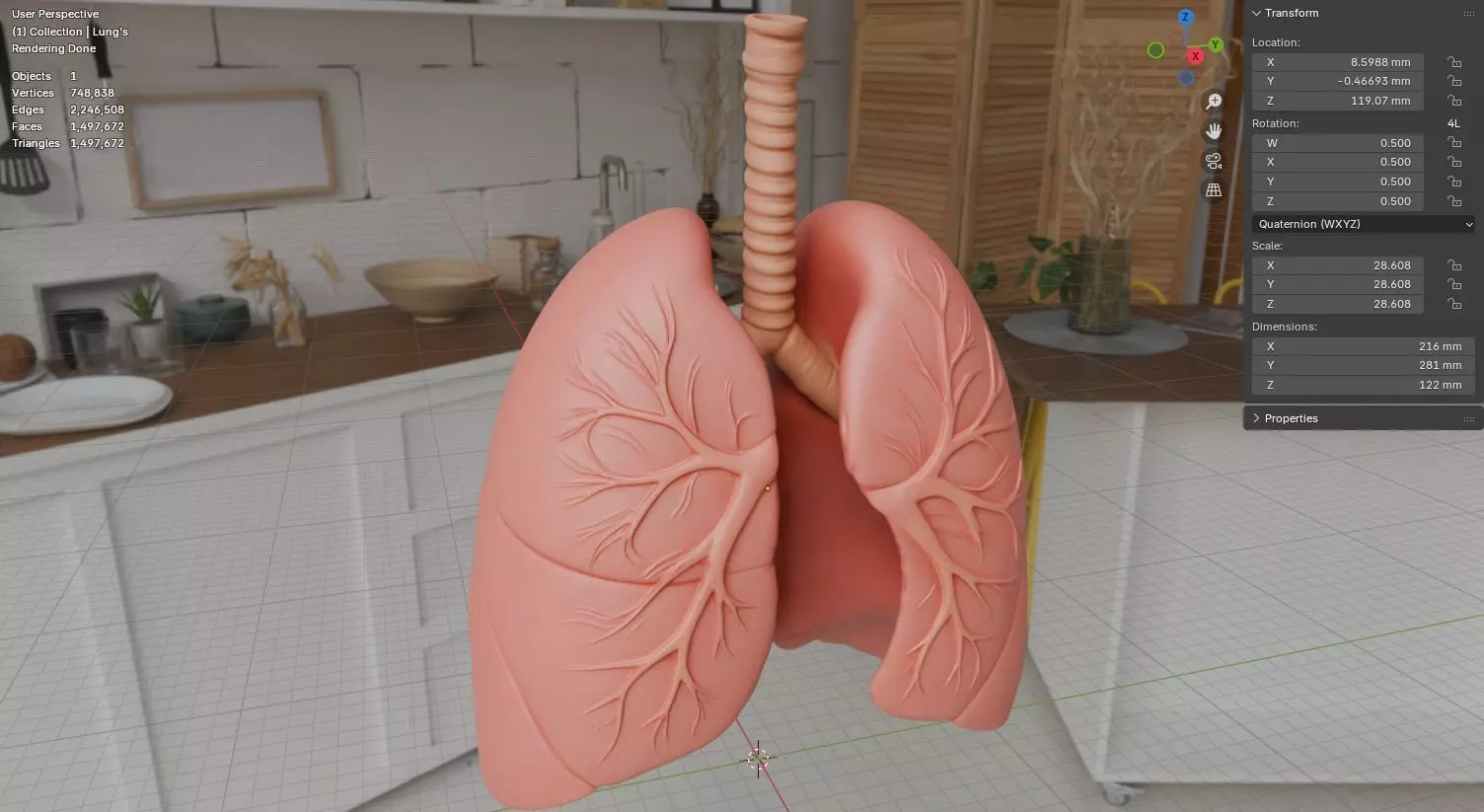 Human Lungs 3D Model Realistic Anatomical Organ 3D model_18