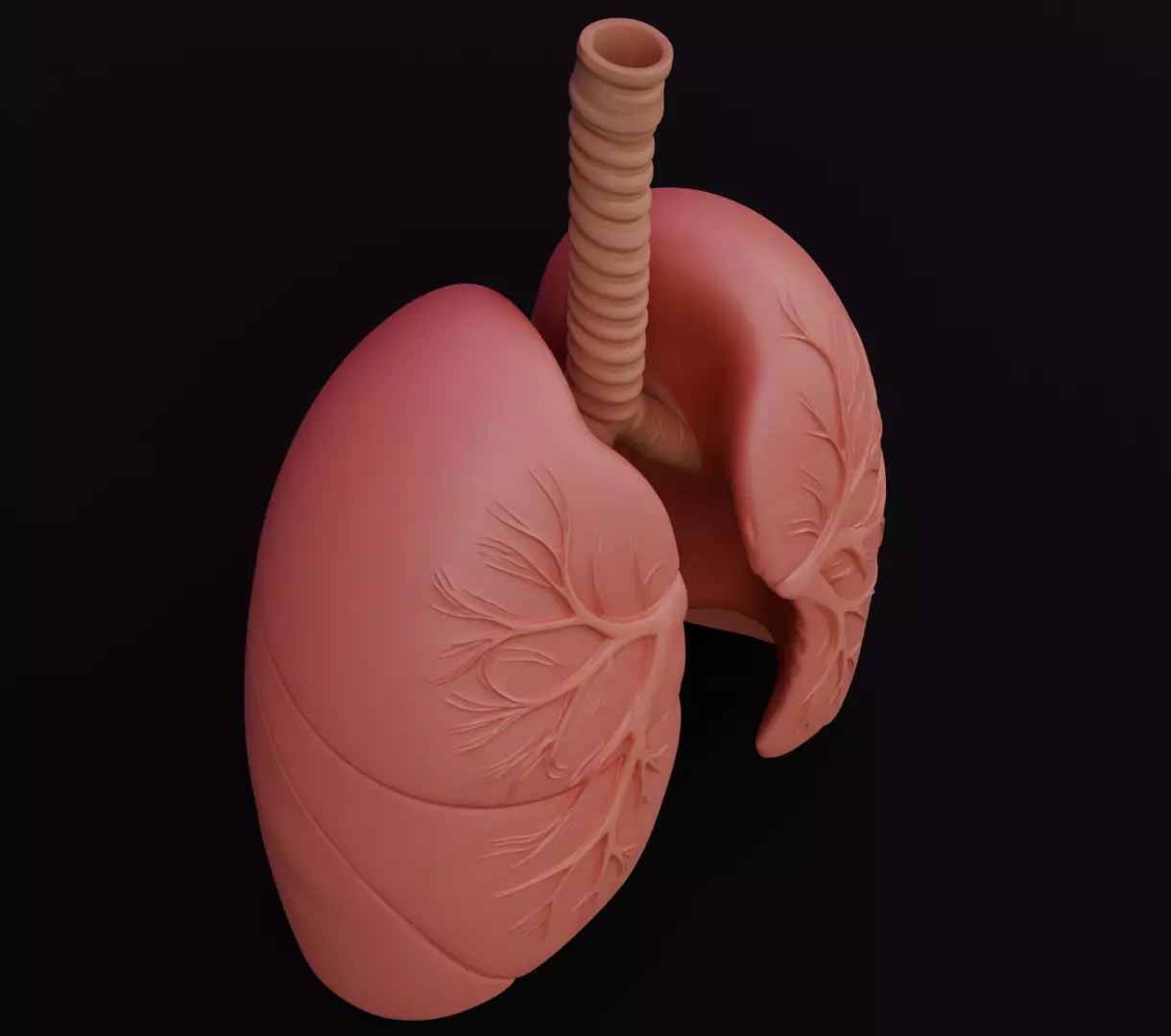 Human Lungs 3D Model Realistic Anatomical Organ 3D model_7