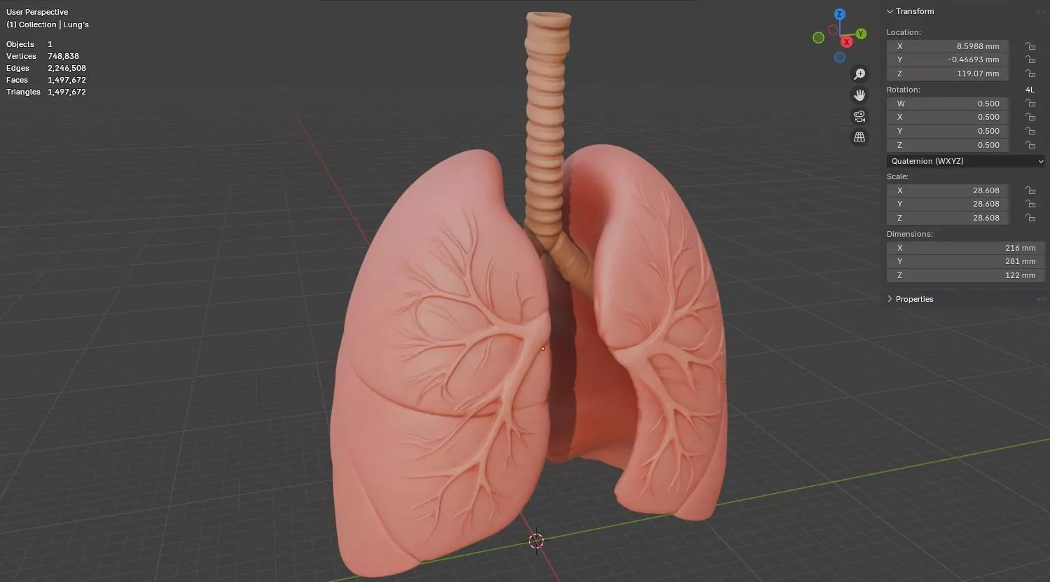 Human Lungs 3D Model Realistic Anatomical Organ 3D model_17