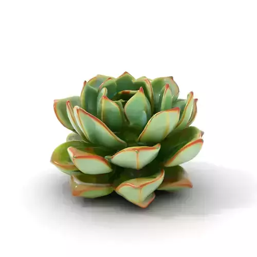 Green Echeveria Succulent model pack
