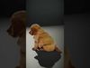 Golden Retriever Puppy model pack Low-poly 3D model_2