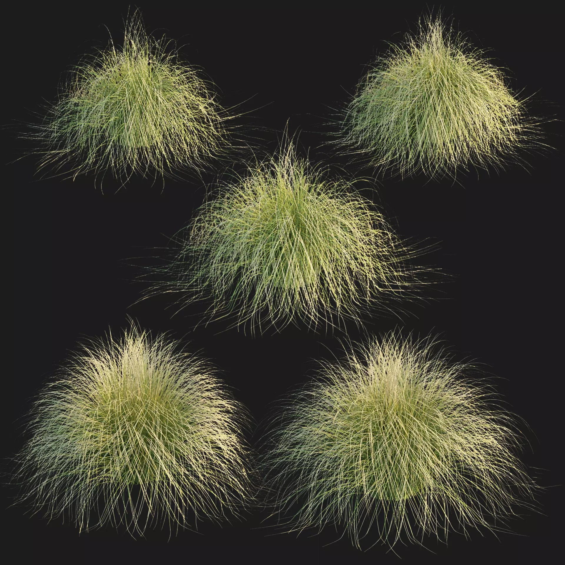 Maiden Grass Collection Vol 312 3D model_1
