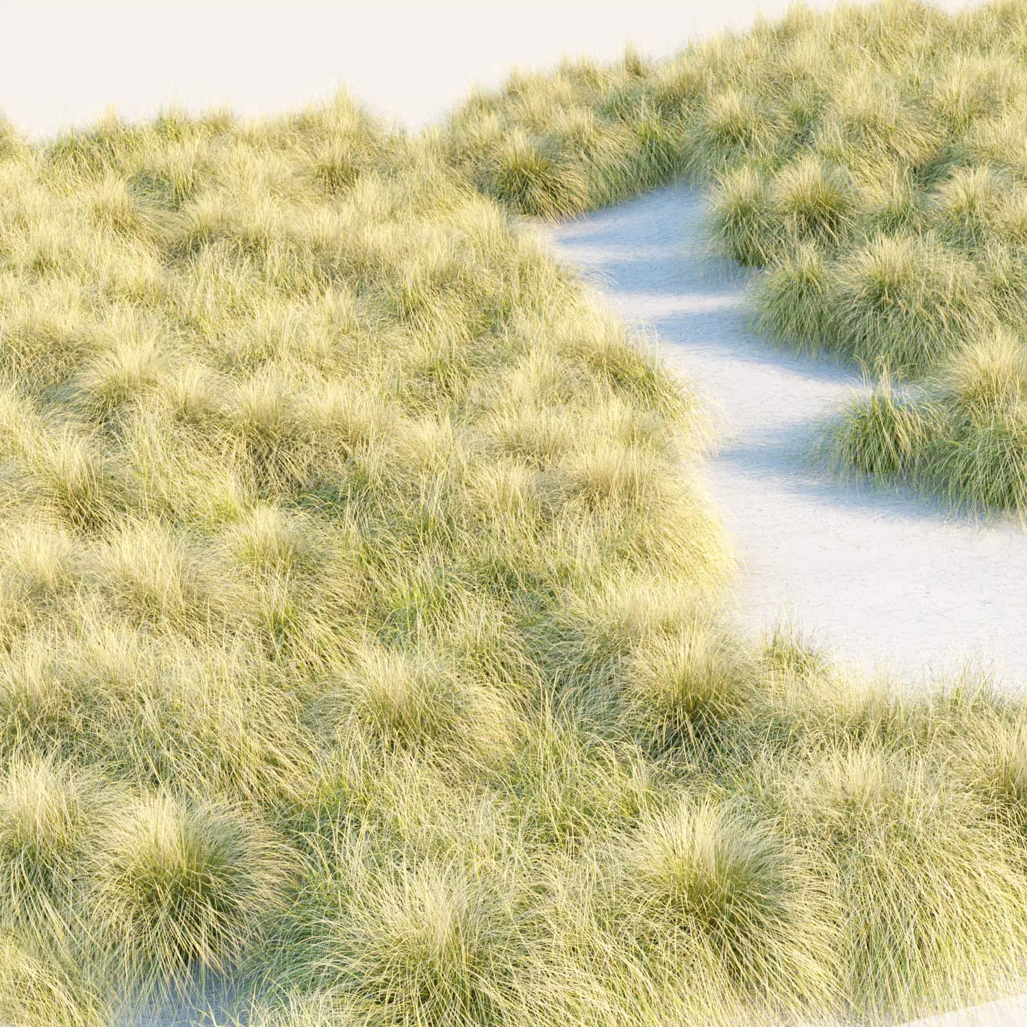 Maiden Grass Collection Vol 312 3D model_0