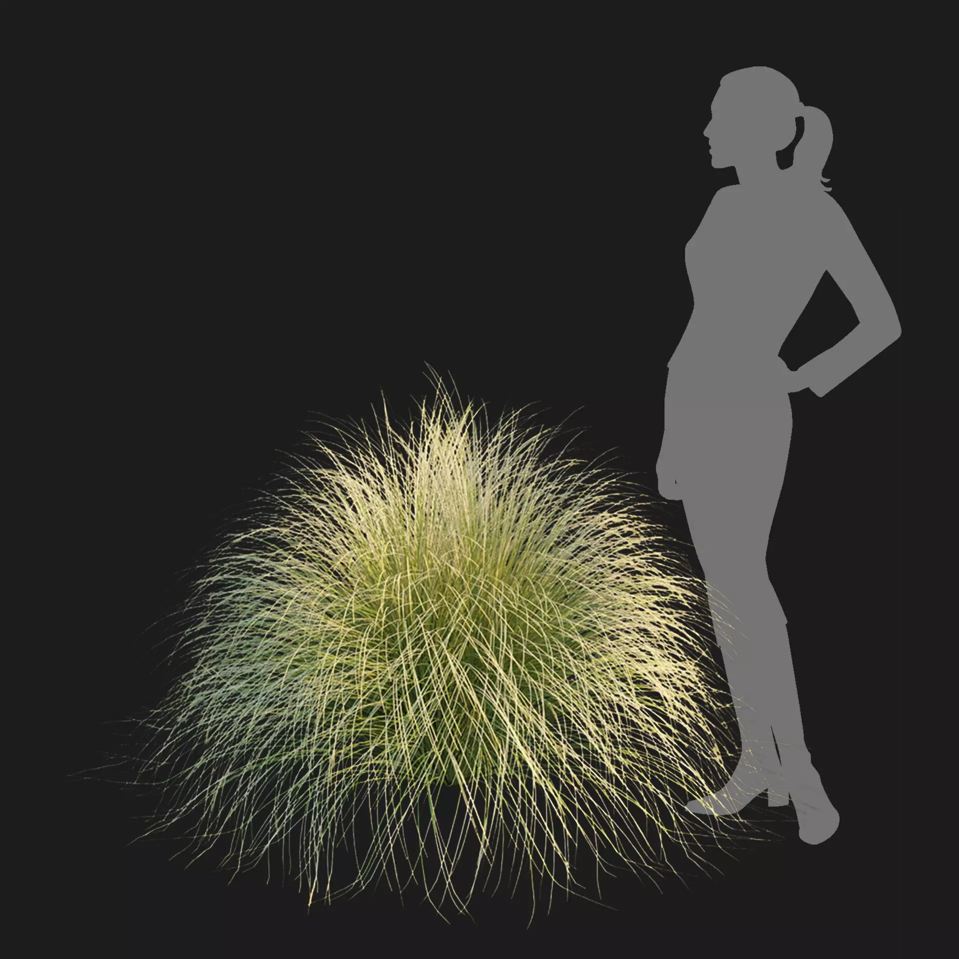 Maiden Grass Collection Vol 312 3D model_2