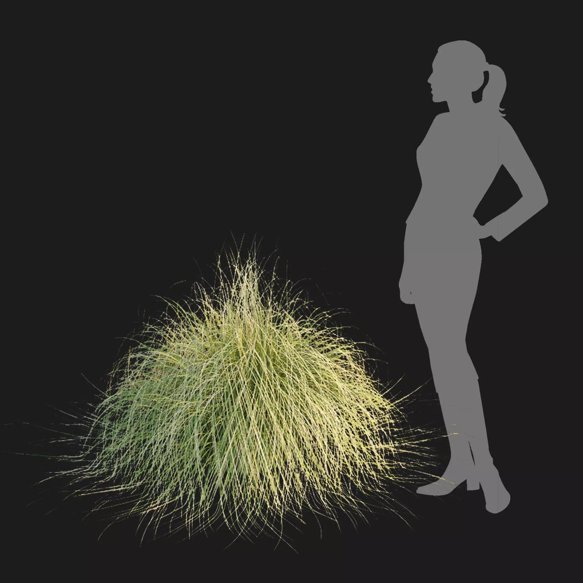 Maiden Grass Collection Vol 312 3D model_4