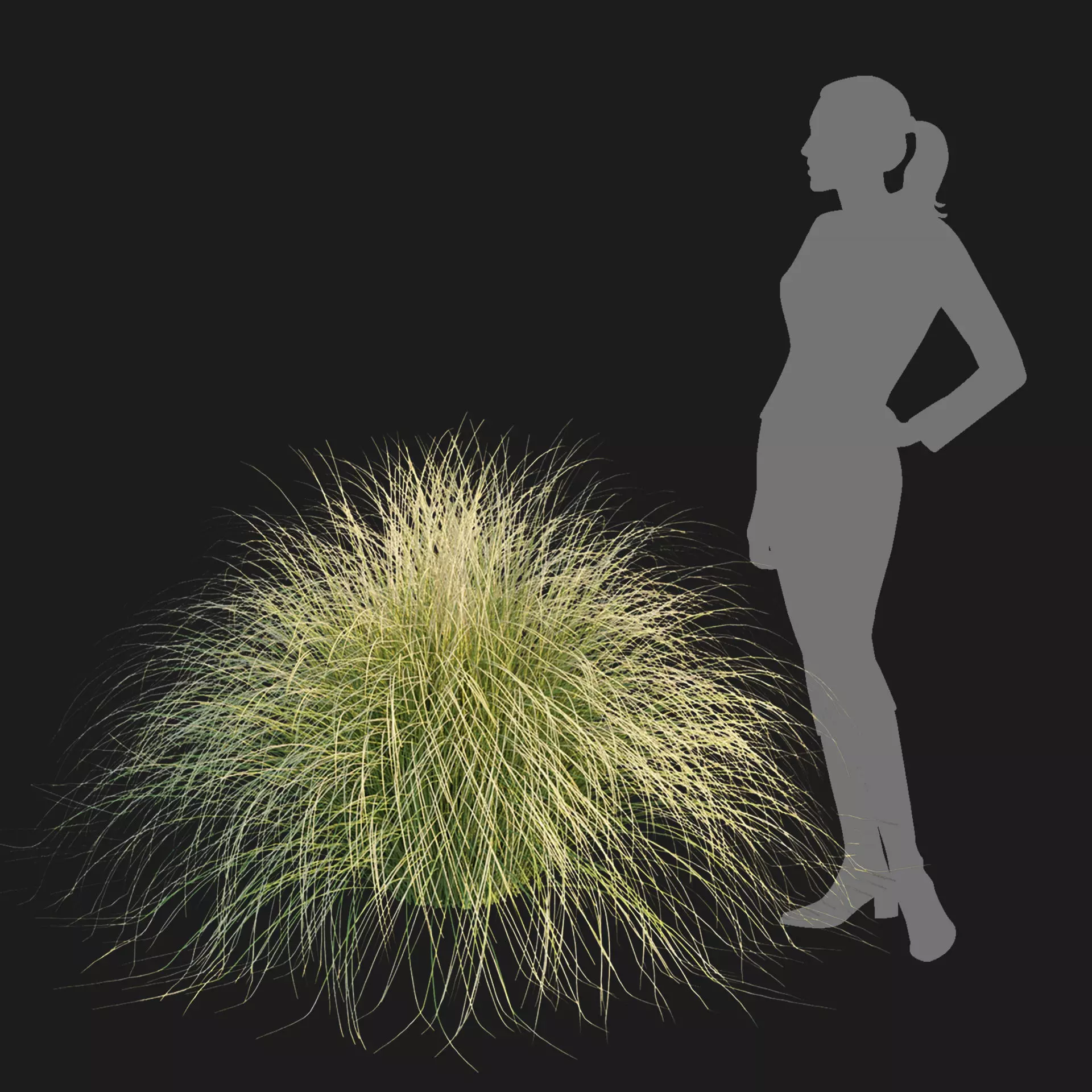 Maiden Grass Collection Vol 312 3D model_3