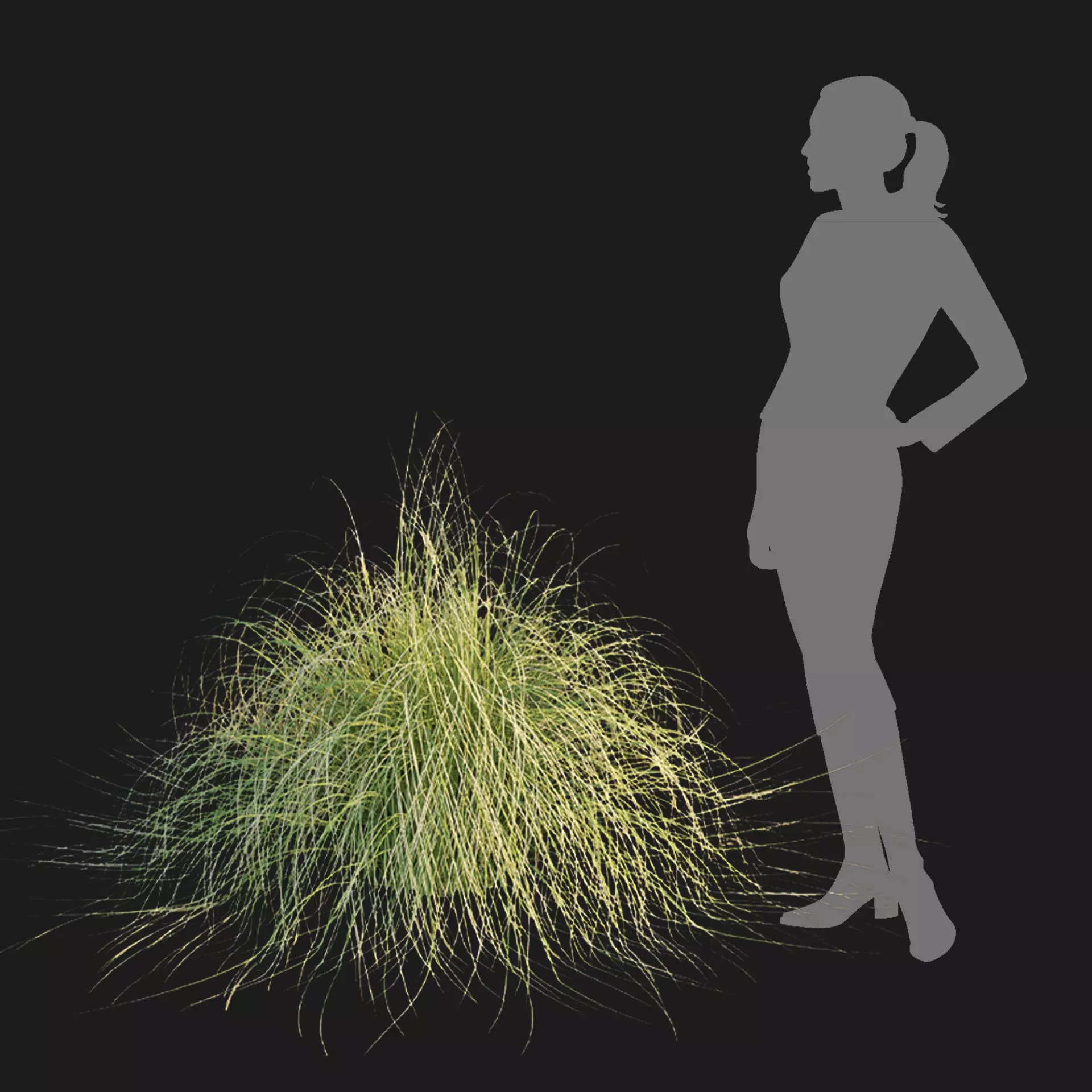 Maiden Grass Collection Vol 312 3D model_5