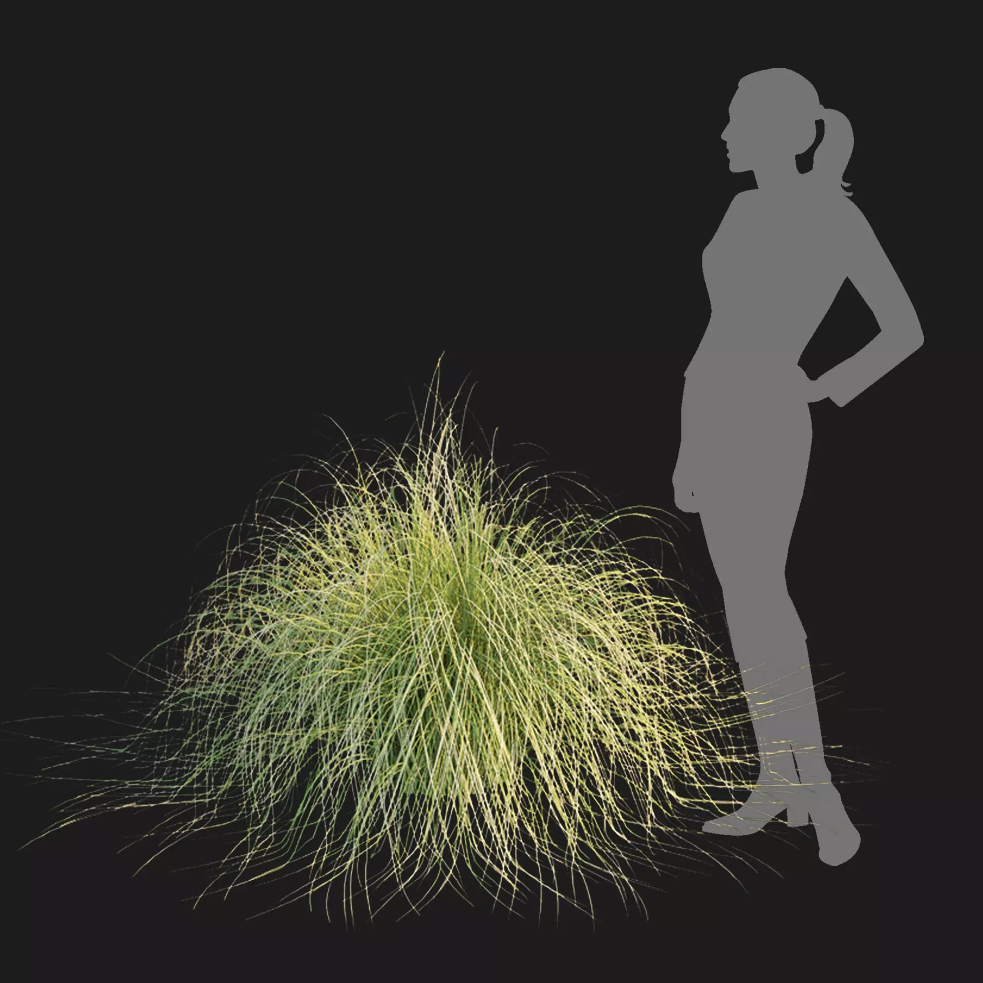 Maiden Grass Collection Vol 312 3D model_6