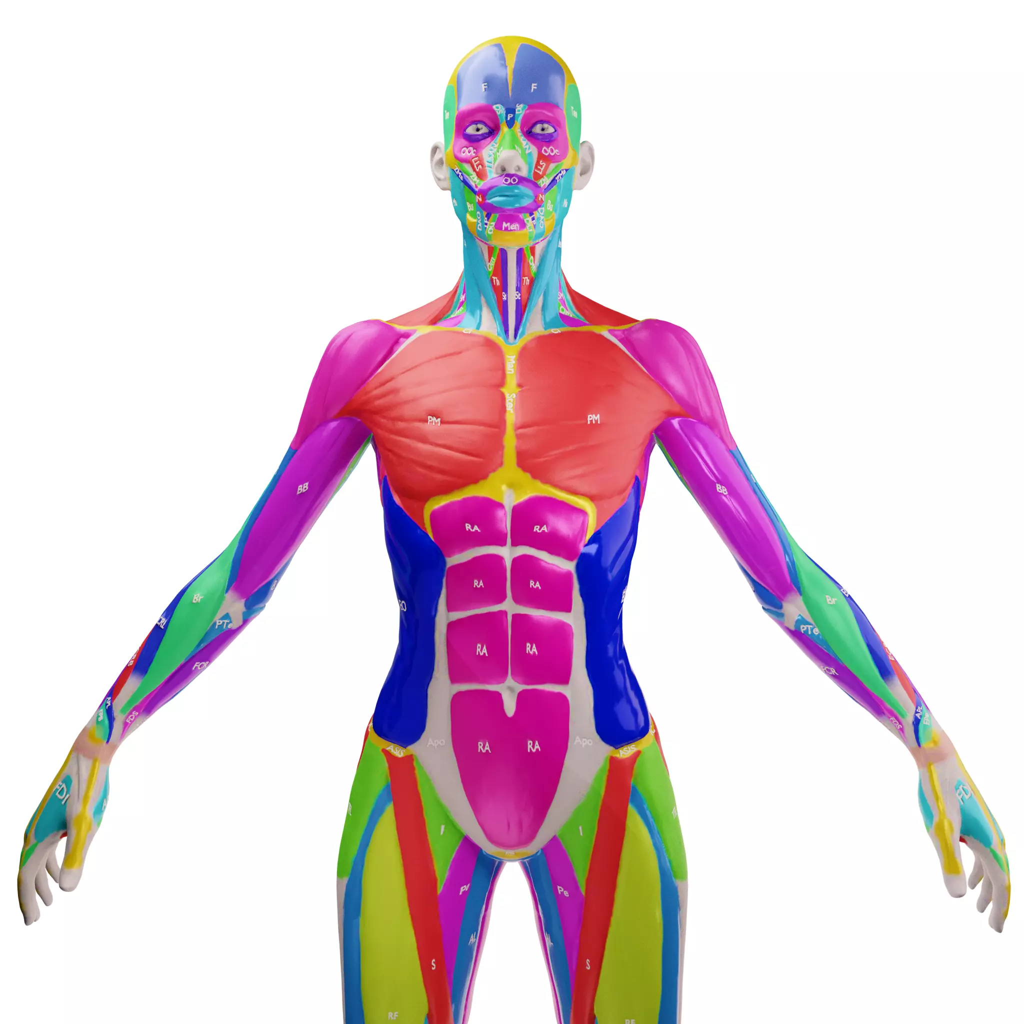 Ecorche Female Musclenames Anatomy 3D model_2
