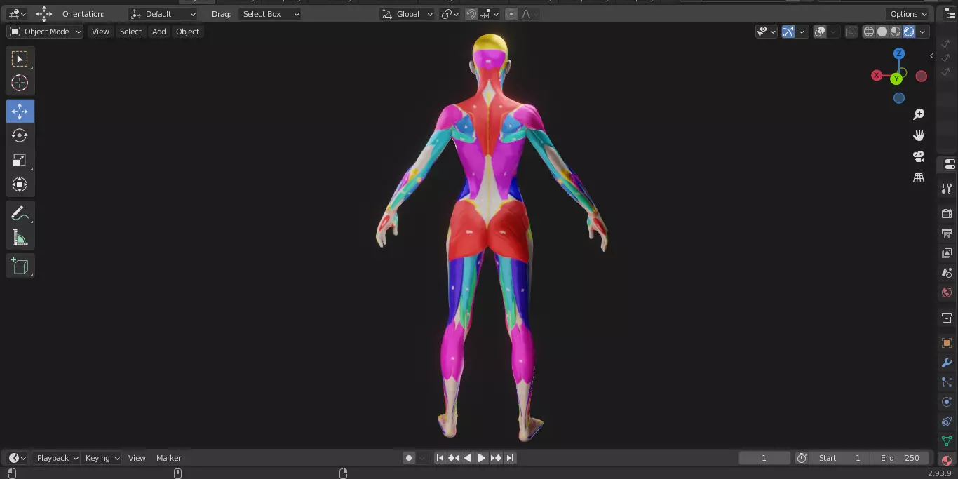 Ecorche Female Musclenames Anatomy 3D model_9