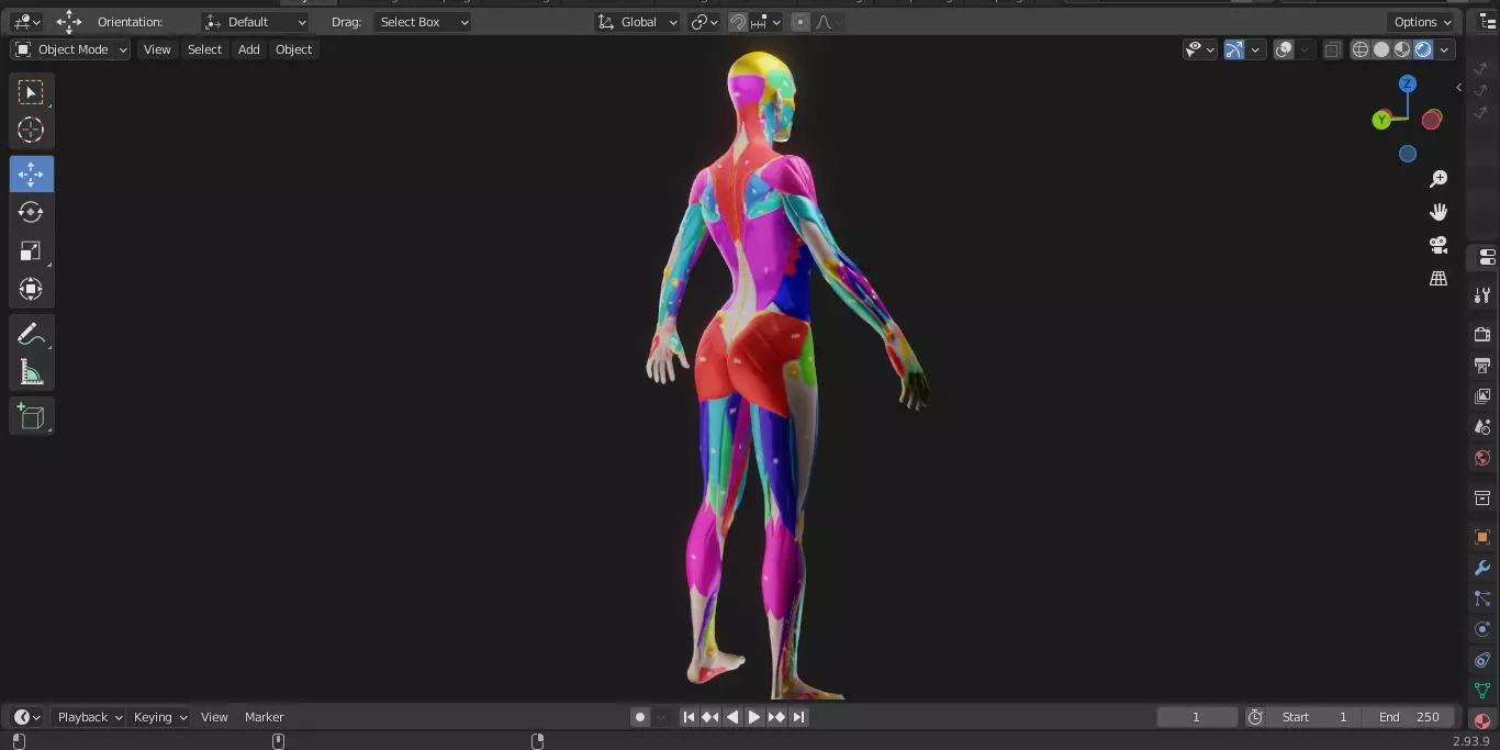 Ecorche Female Musclenames Anatomy 3D model_10