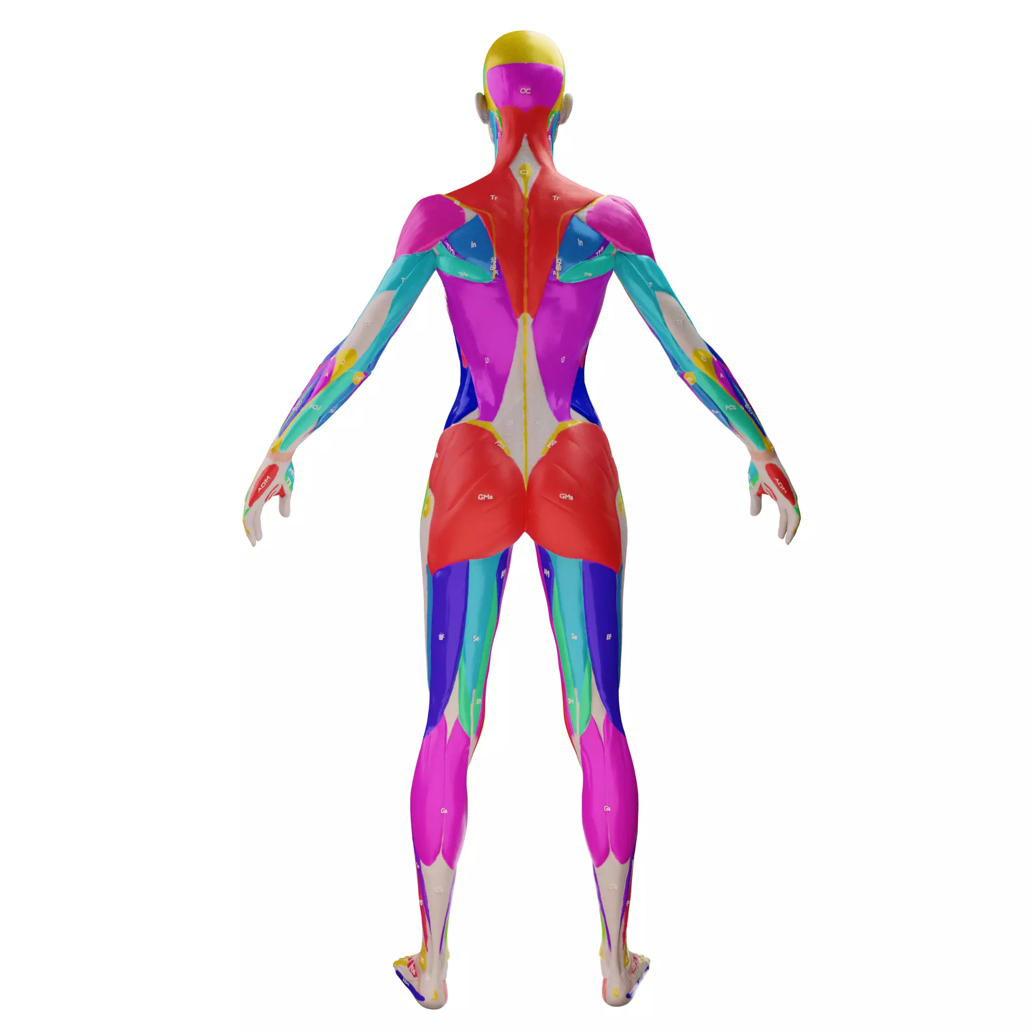 Ecorche Female Musclenames Anatomy 3D model_5