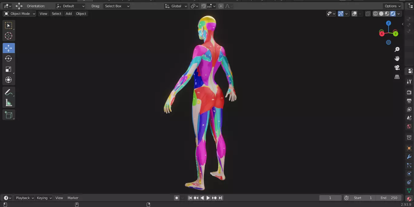 Ecorche Female Musclenames Anatomy 3D model_8