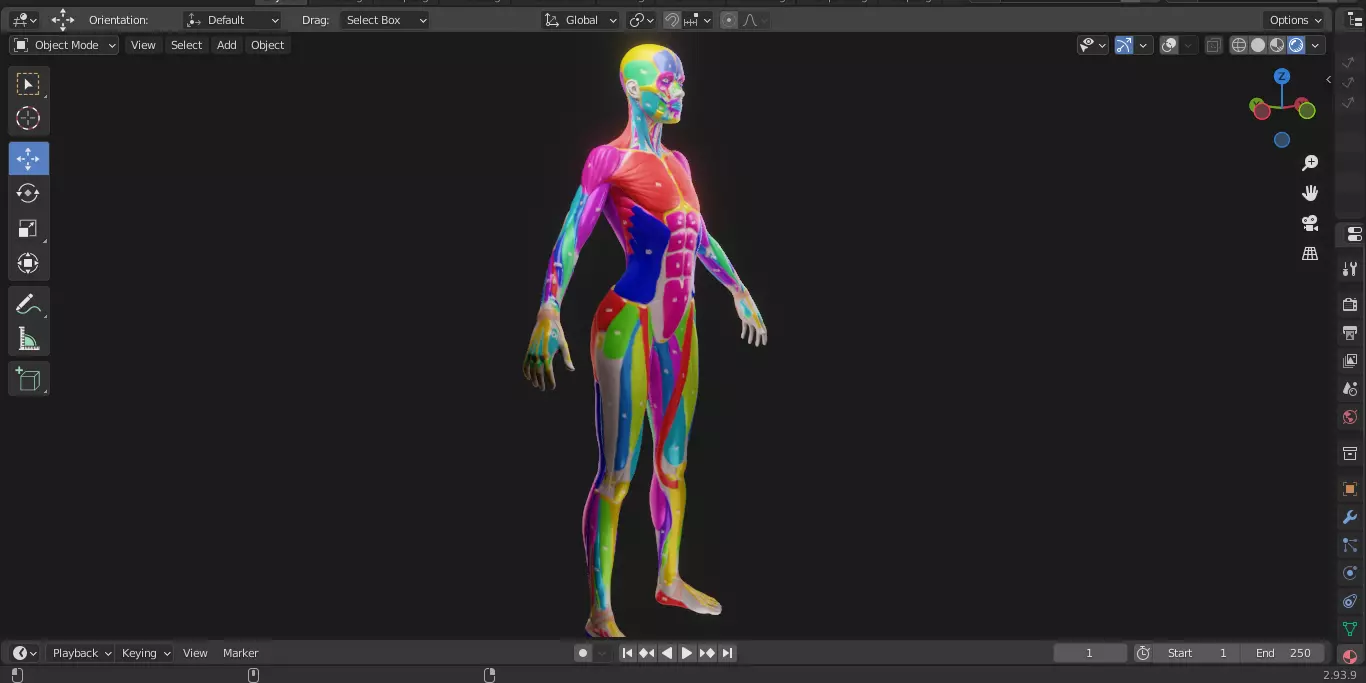 Ecorche Female Musclenames Anatomy 3D model_11